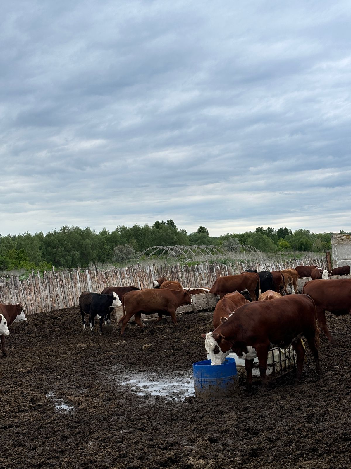 Логотип группы Продажа сельхозживотных